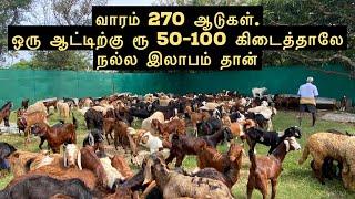ஆடு வளர்க்கவில்லை. விற்பனை மட்டும் செய்கிறேன்  Goats in Chennai