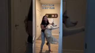 Cute and Funny Dog Videos  Its time to Laugh #670 #shorts