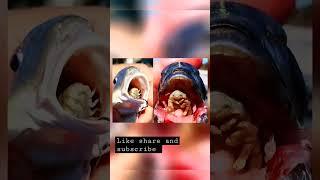 Parasite ate fish tounge and lives as a host #shorts #youtubeshorts #youtube #parasite