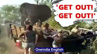 Aggressive elephant attacks safari vehicle as passengers run in South Africa  Watch  Oneindia News