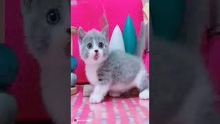 #Funny #Cute #Animals #Shorts #Video #Cat #HayvanlarAlemi #Yavru #Hayvanlar #Kedi  #74