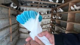 Бакинские бойные голуби . Игра Бои и Нежданный гость -  спустя 3 года 
