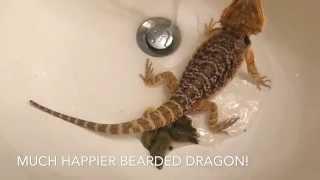 How To Get Your Bearded Dragon To POOP