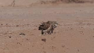 Burrowing owl calling with mate in burrow
