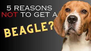 5 Reasons NOT to Get a Beagle - Dogs 101