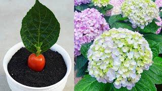 Tips To Grow Hydrangea With Leaves Simple 100% Success