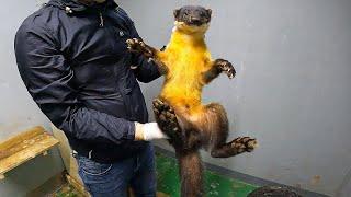 Is the Marten usually this docile? Releasing him back into the wild after the car accident