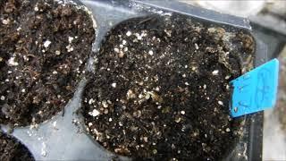 how to grow fennel from seed fennel seed germination tips fennel seedlings updates