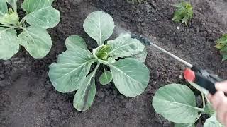 Обробляю свою городину і використовую на капусту--ВЕТИЦИЛЛИН М буряк моркву--ТВІКС