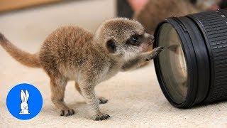 Meerkat Pups Playing - CUTEST Compilation