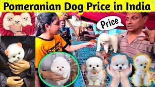 Pomeranian dog price in India 2024  Teacup dog price in India  Cute Puppies Price in Kolkata #cute