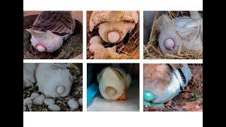 Duck laying eggs BEST compilation