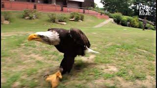 Bald Eagle Fond Of Walking Thinks Hunting Is Too Savage  Kritter Klub