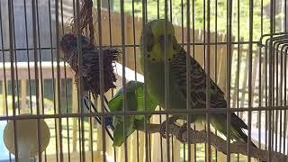 Rocky The Budgie Doesnt Like A Dirty Cage Clean it MOM 