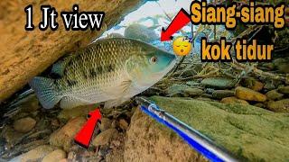 menembak ikan nila terbesar di sungai dangkal taiwanspearfishing taiwan @Anuakfishing