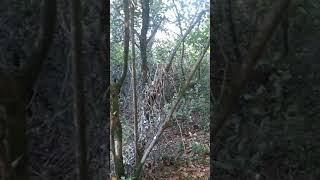 uzes_forest_6_Штурм_обєкту_DFCIY_59_невдалo.mp4