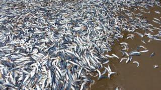 海岸に大量のイワシが漂着したから拾って食べてみた