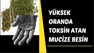 Yüksek Oranda Toksin Atan Mucize Besin