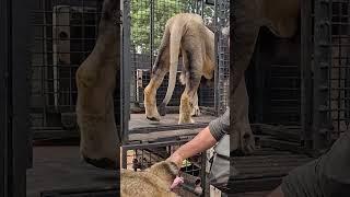 How to Load LION Brother and Sister #wildlife #cat #animals