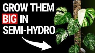 Who Said You Cant Grow Big Plants in Semi Hydroponics?