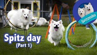 Spitz Day - Agility with Miku and Storm Part 1