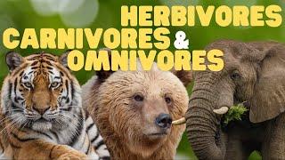 Herbivores Carnivores and Omnivores for Kids  Learn which animals eat plants meat or both