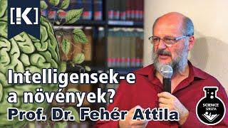 Prof. Dr. Fehér Attila - Intelligensek-e a növények?