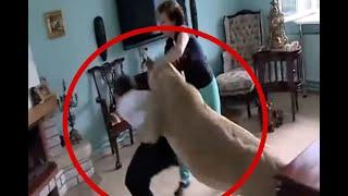 León ataca a dueños en su casa vive como mascota
