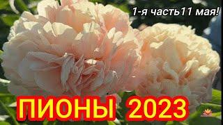 Цветение пионов 11 мая 2023 года  Сад Ворошиловой