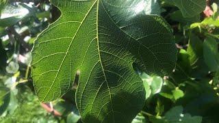 Fig variety identification by leaf shape especially Brown Turkey filmed for @PeterEntwistle