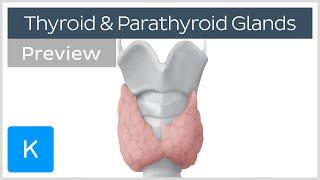 Thyroid and parathyroid glands preview - Human Anatomy  Kenhub