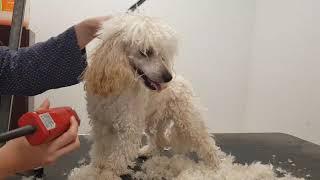 Corte de pelo en caniche toy. Poodle grooming