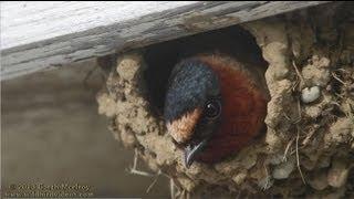 Cliff Swallows in Maine