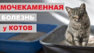 МКБ у котов и кошек  Причины и профилактика  Когда кот писает кровью