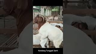 adegan Lucu Pejantan Boer OneSix-OS