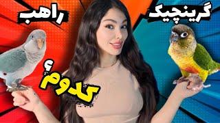 طوطی راهب یا گرینچیگ؟ کدوم طوطیو بخریم؟باورت نمیشه از نتیجه...