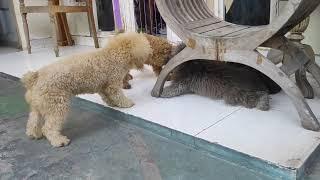 Anjing poodle loop biasanya per 6bukan sekali Intip keseruan dogie di pagi hari #anjinglucu #poodle