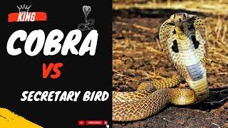 King Cobra Vs Secretary Bird  Wildlife  Amazing Wildlife