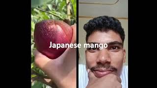 natural mango Japanese# short#vairal video# fruits#how many fruit