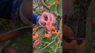 Persimmon fruitBest fruit Farm fresh fruit  Ninja fruit cutting #Shorts #fruits