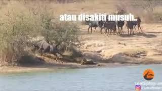 Banteng diselamatkan KUDANIL