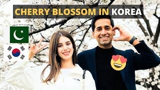  Pakistani in Korea Enjoying Cherry Blossom Festival 2024 