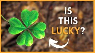 Why is the Four-Leaf Clover Lucky?  SymbolSage