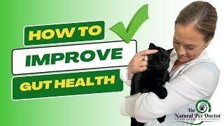 How To Improve Your Cat And Dogs Gut Health - Holistic Vet  Natural Pet Care