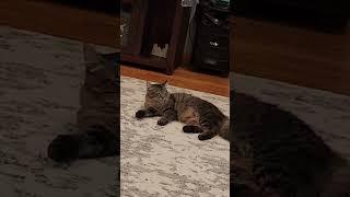 I ALMOST FELL ASLEEP MOMMY Chian #catlover #cats #catvideos #catshorts #cat #tinggaldiamerika