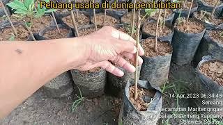 219 Potensi usaha di dunia pembibitan tanaman