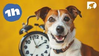 DOGTV One hour of amazing programs designed for your dog