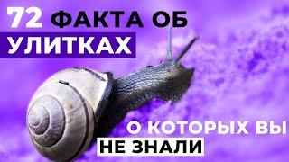 72 ФАКТА ОБ УЛИТКАХ Книга Ториель Андертейл