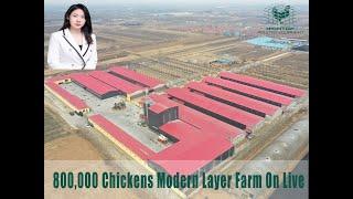800000 Chickens Modern Layer Farm On Live