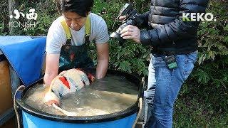 PANEN KOI JUMBO Imada Ikeage 1  Konishi Koi Farm  Hiroshima  Tutorial Kolam Koi 22